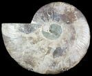 Cut Ammonite Fossil (Half) - Agatized #47708-1